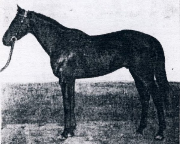 stallion Chrustal xx (Thoroughbred, 1944, from Ladro xx)