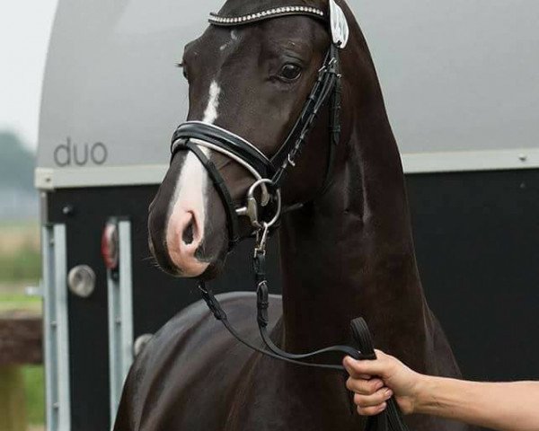 stallion For Freedom RG (Hanoverian, 2015, from Finest)