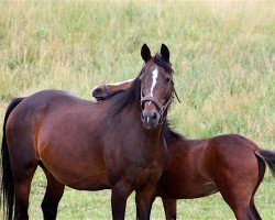 Zuchtstute Nanni (Deutsches Reitpony, 1998, von Brillant)