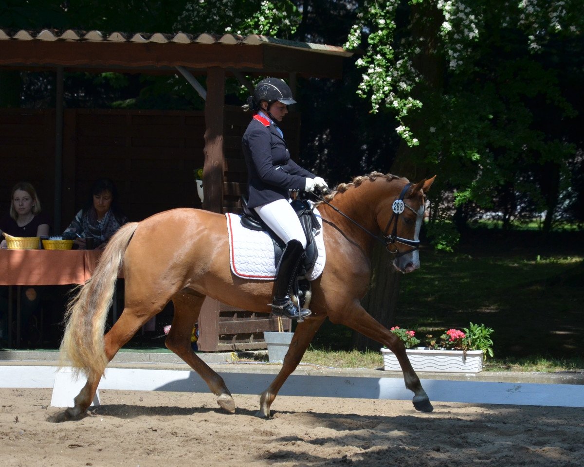 Zuchtstute Heitholms Romantica (Deutsches Reitpony, 2013, von FS Don't Worry)