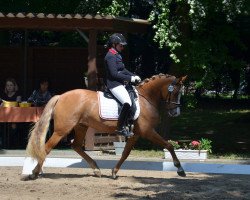 broodmare Heitholms Romantica (German Riding Pony, 2013, from FS Don't Worry)