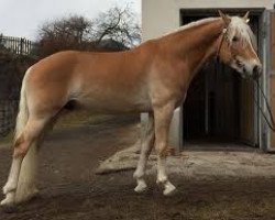 stallion Starlook (Haflinger,  , from liz. 350/T Stainz)