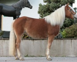 Zuchtstute Mondea (Haflinger,  , von Nordtirol)