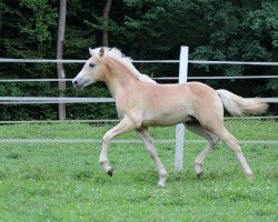 Pferd Stiffler (Haflinger, 2014, von liz. 350/T Stainz)