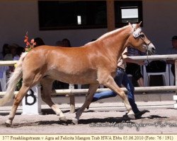 broodmare Frühlingstraum (Haflinger, 1987, from 1397 Agra)