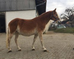 broodmare Ferdinanda (Haflinger, 2004, from liz. 101/T Amadeus)