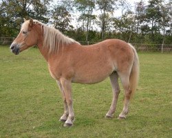 broodmare Floretta (Haflinger, 1998, from Nordtirol)