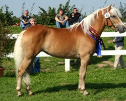 Zuchtstute Felidae (Haflinger, 2004, von Abendstern)