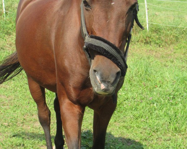 broodmare Stella (Pony without race description, 2001, from unbekannt)