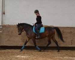 jumper Holsteins Undercover Girl (German Riding Pony, 2012, from Holsteins Whisper)