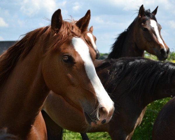 broodmare Holsteins Stella (Welsh-Cob (Sek. D), 2014, from Lord Luck 2)