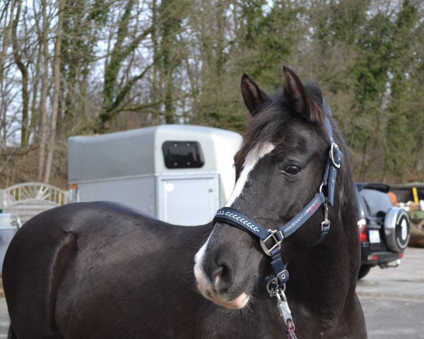 Zuchtstute Holsteins Sonate (Deutsches Reitpony, 2001, von Holsteins Poet)