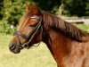 jumper Holsteins Scully (German Riding Pony, 2012, from Holsteins Whisper)