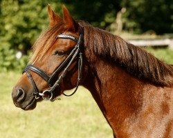 jumper Holsteins Scully (German Riding Pony, 2012, from Holsteins Whisper)