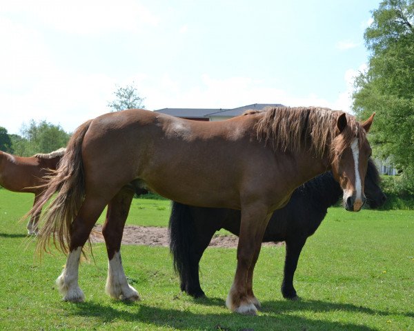 dressage horse Holsteins Lord (Welsh-Cob (Sek. C), 2014, from Lord Luck 2)