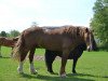 dressage horse Holsteins Lord (Welsh-Cob (Sek. C), 2014, from Lord Luck 2)