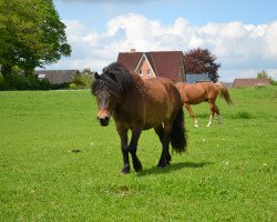 Pferd Holsteins Kilian (Shetland Pony, 2014, von Kaiser of Baltic Sea)