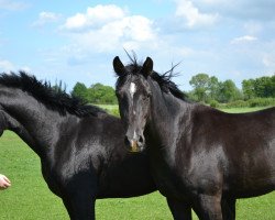 Dressurpferd Holsteins Hanseat (Deutsches Reitpony, 2014, von Holsteins Hurrican)