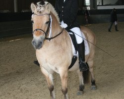 dressage horse Indiro De Sita D (Fjordpferd, 2002, from Irwin)