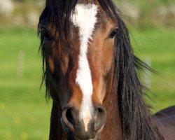 jumper Holsteins Casanova (German Riding Pony, 2014, from Holsteins Charmeur)