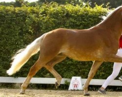 horse Weltall 19 (Haflinger, 2019, from Winterball)