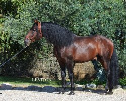 horse Leviton 12 (Pura Raza Espanola (PRE), 2012)