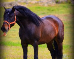 stallion Achilles vom 13 (Pura Raza Espanola (PRE), 2013)