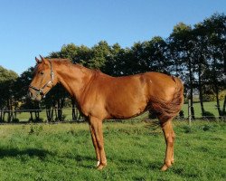 jumper Calimero (Hanoverian, 2013, from Carrico)