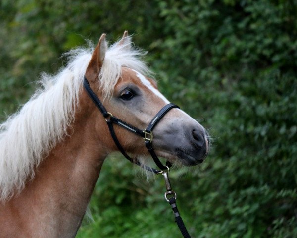 Pferd Feliziana (Haflinger, 2017, von Mozart)