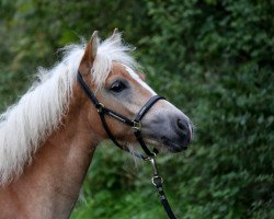 horse Feliziana (Haflinger, 2017, from Mozart)