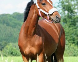 broodmare Polianna (Czech Warmblood, 2007, from Beethoven 2)