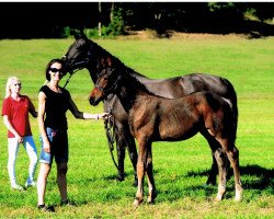 dressage horse Finest Hit (Austrian Warmblood, 2015, from Tannenhof's Fahrenheit)