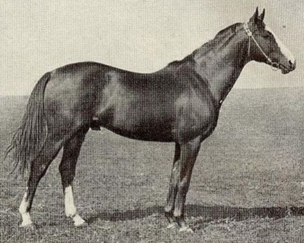 stallion Baltazar xx (Thoroughbred, 1936, from Tagor xx)