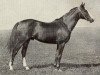 stallion Baltazar xx (Thoroughbred, 1936, from Tagor xx)