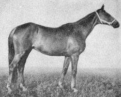 broodmare Babotschka xx (Thoroughbred, 1956, from Bur xx)