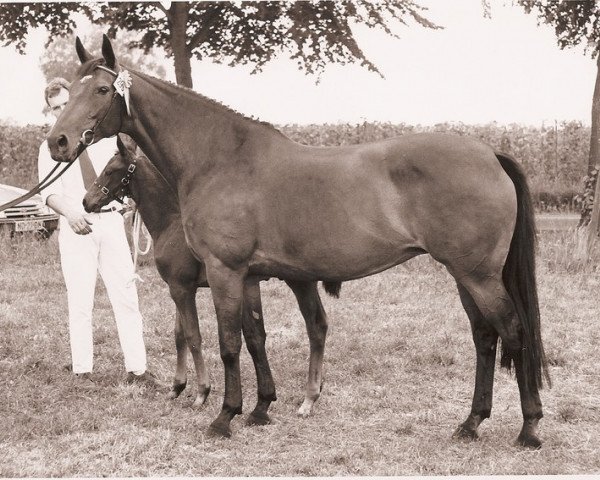broodmare Zinnie (KWPN (Royal Dutch Sporthorse), 1981, from Tangelo xx)