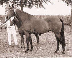 Zuchtstute Zinnie (KWPN (Niederländisches Warmblut), 1981, von Tangelo xx)