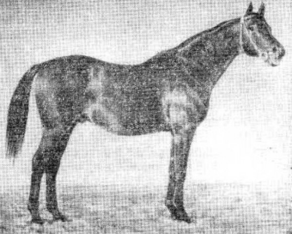 stallion Rafael xx (Thoroughbred, 1940, from Balbinus xx)