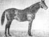 stallion Rafael xx (Thoroughbred, 1940, from Balbinus xx)