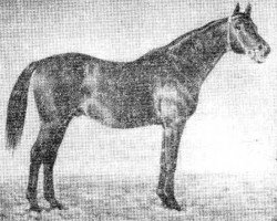 stallion Rafael xx (Thoroughbred, 1940, from Balbinus xx)