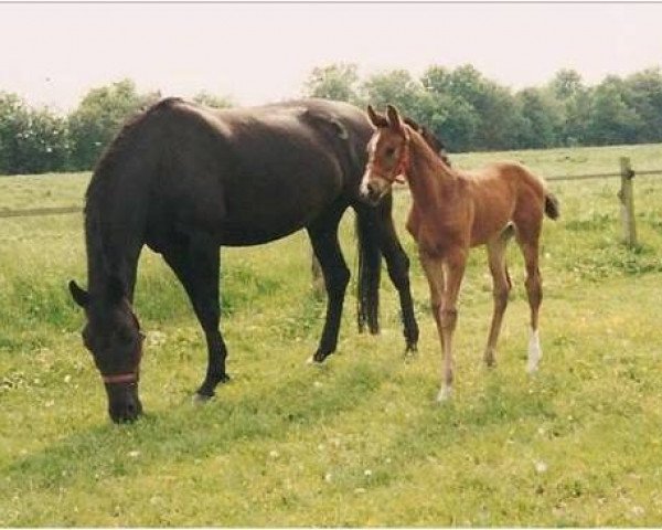 Zuchtstute Lennie (Koninklijk Warmbloed Paardenstamboek Nederland (KWPN), 1993, von Ferro)