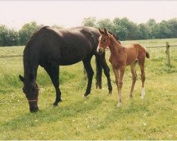 broodmare Lennie (KWPN (Royal Dutch Sporthorse), 1993, from Ferro)