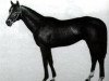 stallion Amur xx (Thoroughbred, 1943, from Aditi xx)