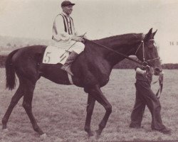 stallion Argonaut xx (Thoroughbred, 1953, from Amur xx)