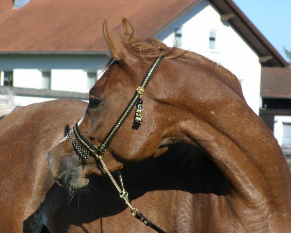 horse JKF Symphonie (Arabian thoroughbred, 2009, from Saif 1993 EAO)