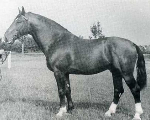 stallion Galapeter I (Holsteiner, 1950, from Gaugraf)