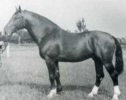 stallion Galapeter I (Holsteiner, 1950, from Gaugraf)