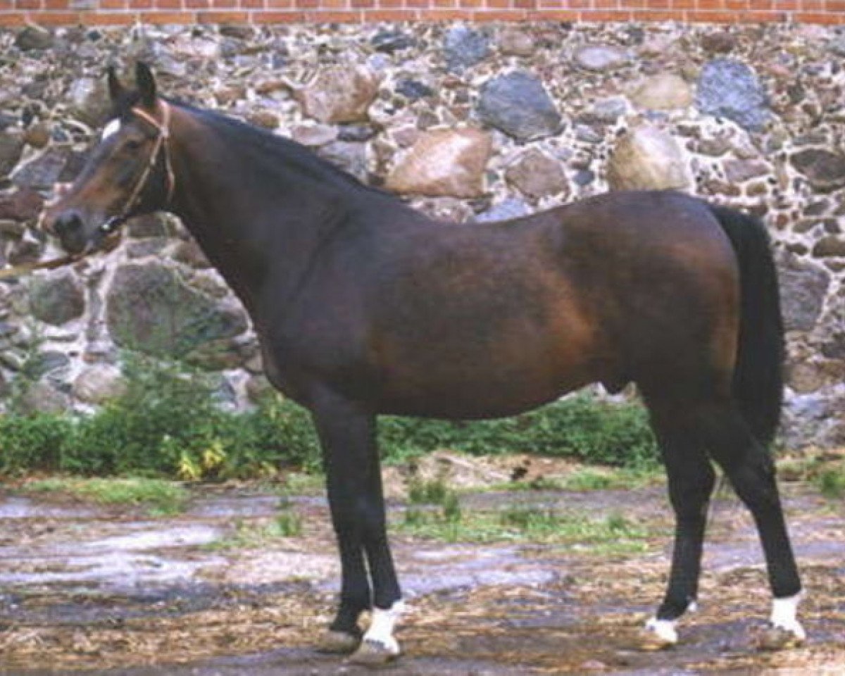 stallion Bulat (Holsteiner, 1977, from Balans xx)