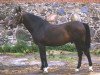 stallion Bulat (Holsteiner, 1977, from Balans xx)