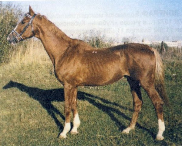 stallion Bawarez (Hanoverian, 1980, from Balans xx)